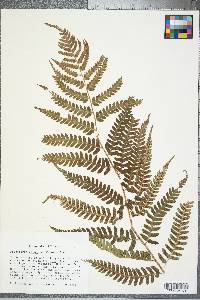 Dryopteris celsa image