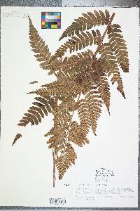 Dryopteris celsa image