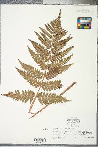 Dryopteris celsa image