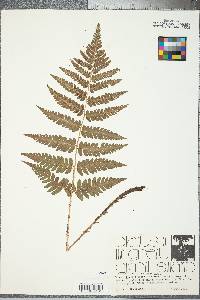 Dryopteris celsa image