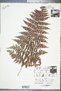 Dryopteris × triploidea image