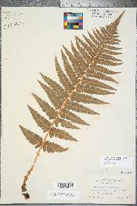 Dryopteris filix-mas image