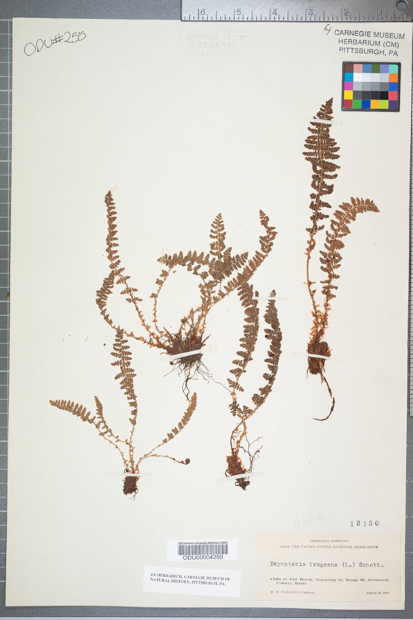 Dryopteris fragrans image
