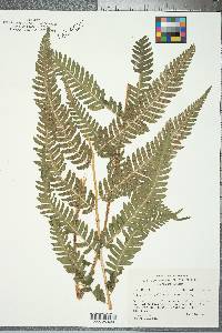 Dryopteris goldieana image