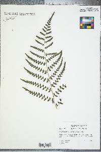 Dryopteris ludoviciana image