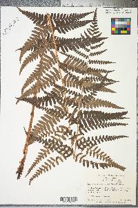 Dryopteris ludoviciana image