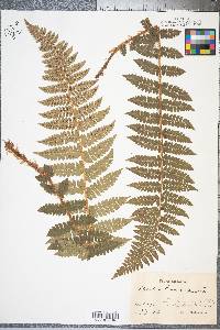 Polystichum braunii image