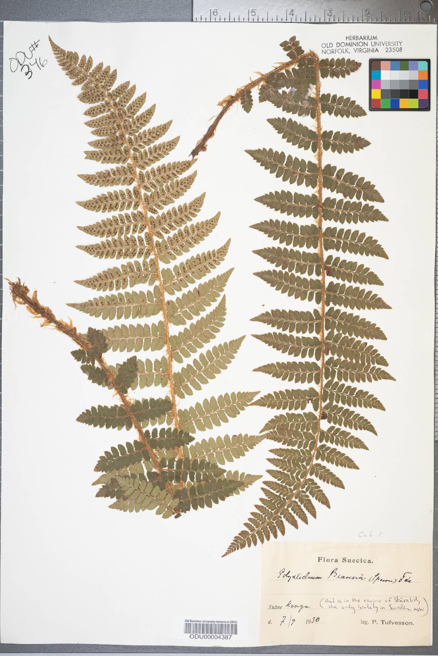 Polystichum braunii image