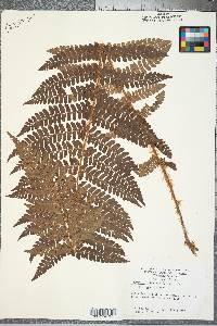 Polystichum braunii var. purshii image