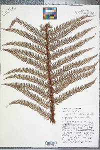 Polystichum distans image