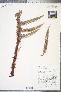 Polystichum distans image