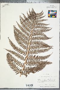 Polystichum retrosopaleaceum image