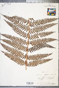 Polystichum retrosopaleaceum image