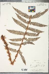 Polystichum retrosopaleaceum image