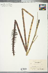 Equisetum fluviatile image