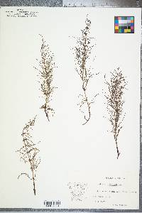 Equisetum sylvaticum image