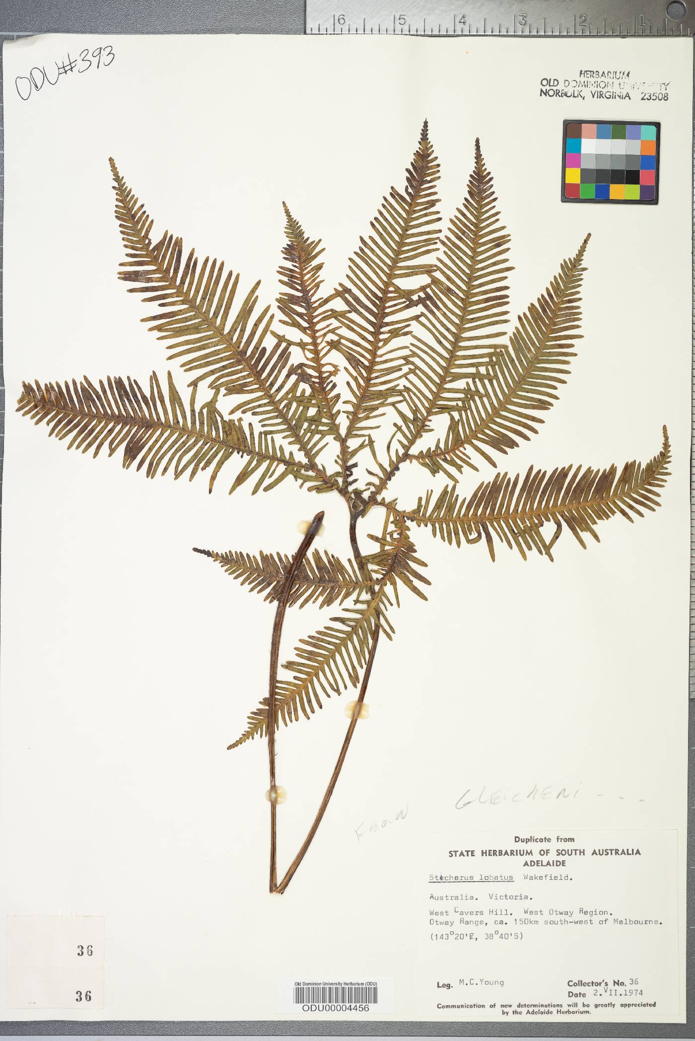 Sticherus lobatus image