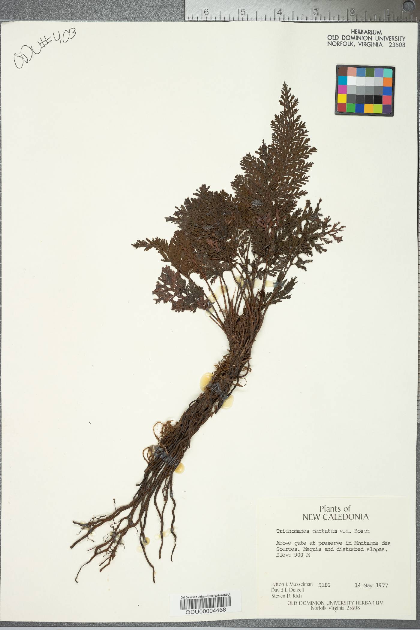 Trichomanes dentatum image