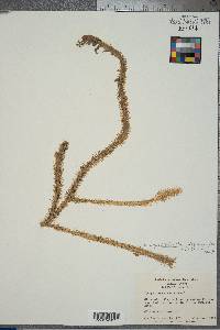 Lycopodiella alopecuroides image