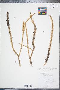 Lycopodiella alopecuroides image