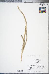 Lycopodiella alopecuroides image