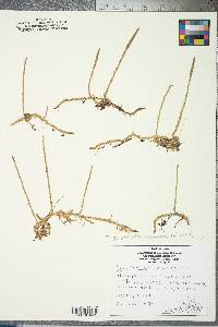 Lycopodiella inundata image