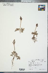 Botrychium lunarioides image