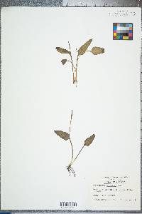 Ophioglossum petiolatum image