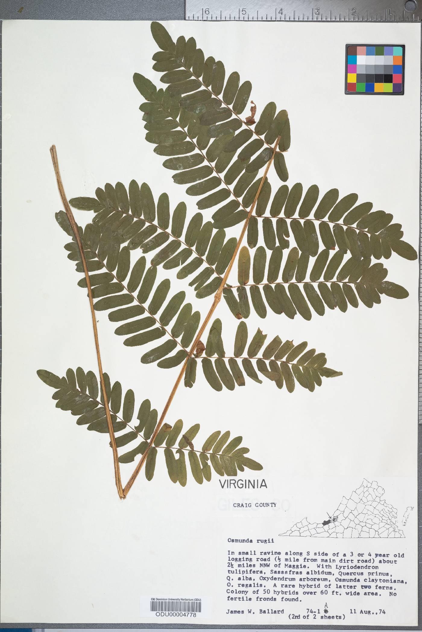 Osmunda ruggii image