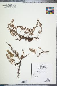 Polypodium polypodioides image