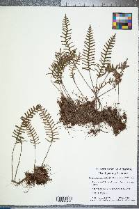 Pleopeltis polypodioides image