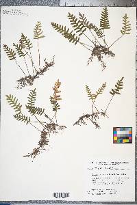 Pleopeltis polypodioides image