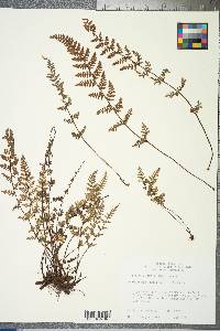 Myriopteris lanosa image