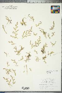 Selaginella apoda image