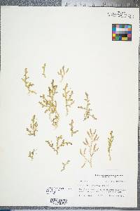 Selaginella apoda image