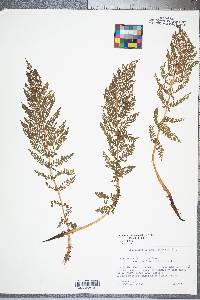 Athyrium alpestre image