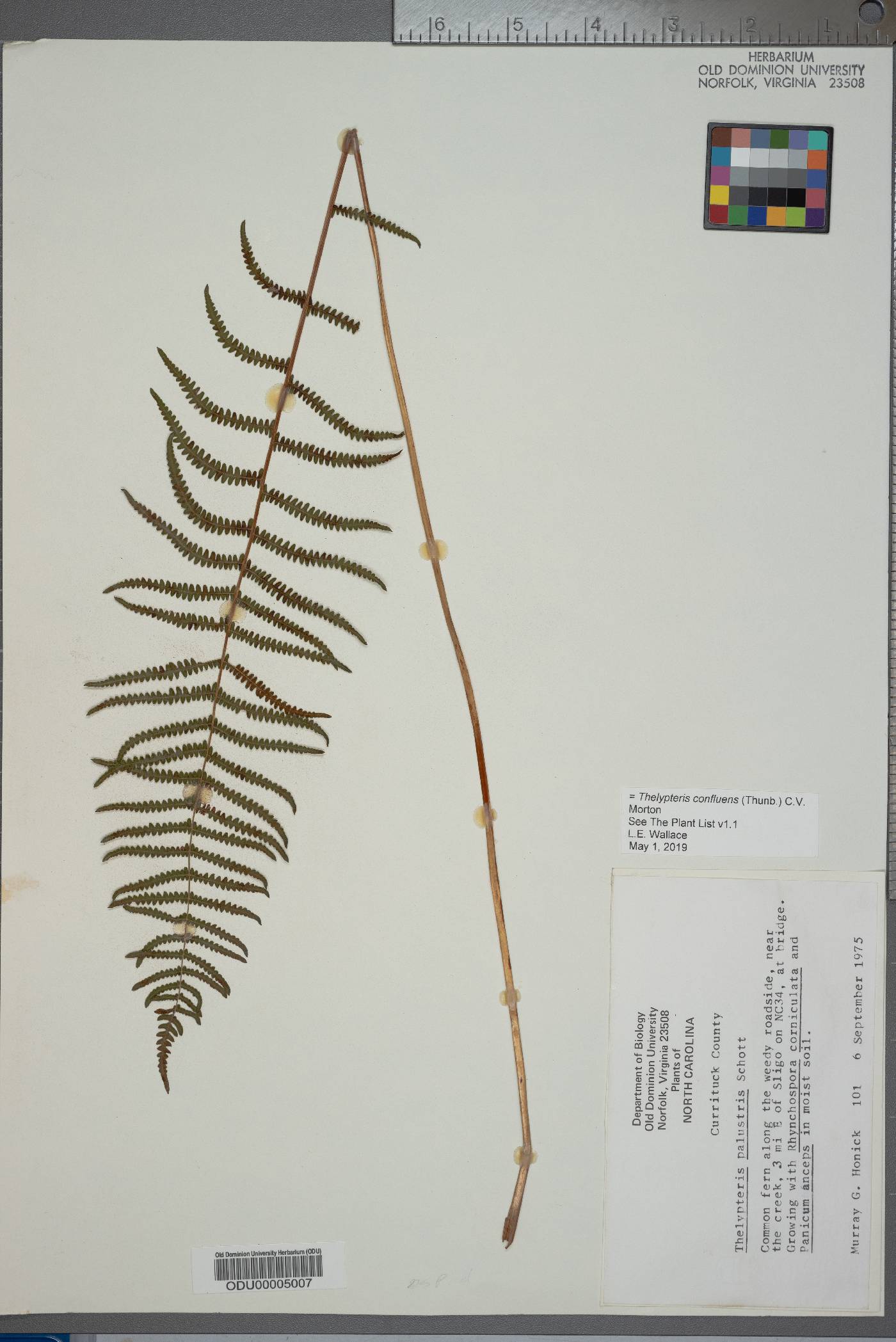 Thelypteris confluens image