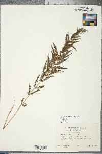 Thelypteris confluens image