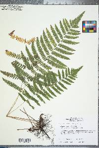 Thelypteris palustris var. pubescens image