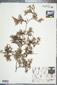 Chamaecyparis thyoides image