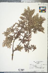 Chamaecyparis pisifera image