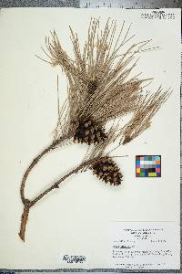 Pinus echinata image