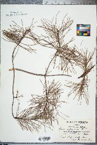 Pinus echinata image