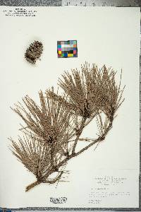 Pinus echinata image