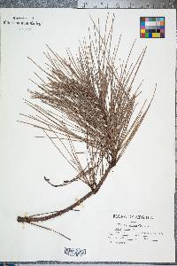 Pinus taeda image