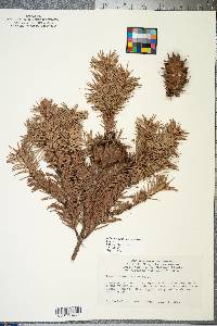 Pseudotsuga menziesii image