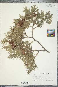 Thuja occidentalis image