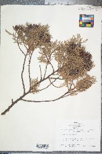 Thuja occidentalis image