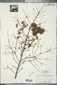 Tsuga canadensis image