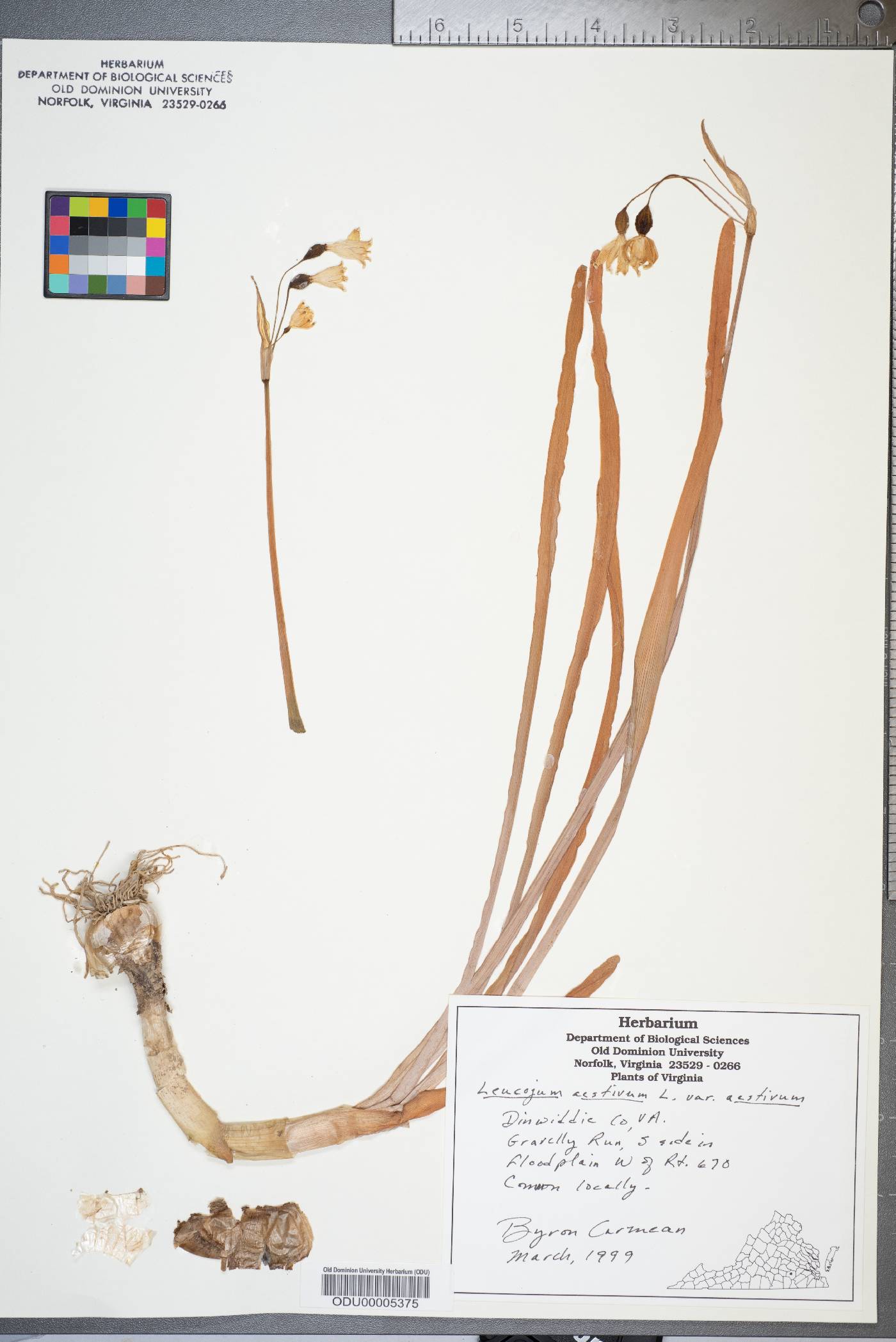 Leucojum aestivum subsp. aestivum image